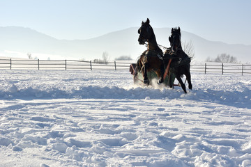 man with sledge pulled by horses outdoor in winter
