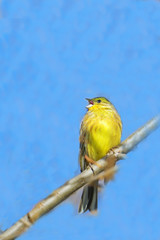 Yellowhammer on the branch