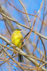 Yellowhammer on the branch