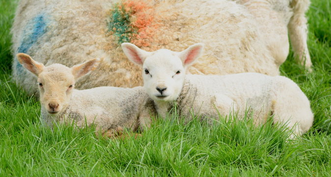 Two cute young lamb on a farm in Devon
