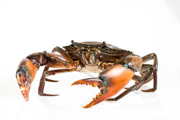 Raw serrated mud crab on white