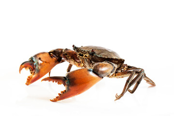 Raw serrated mud crab on white