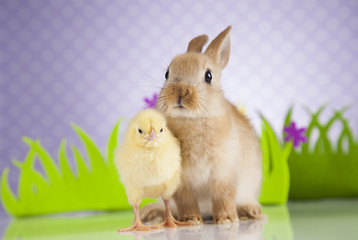 Happy Easter animal,bunny and Chick