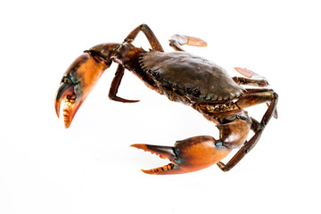 Raw serrated mud crab on white