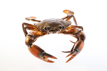 Raw serrated mud crab on white