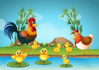 Rooster and chicks by the river