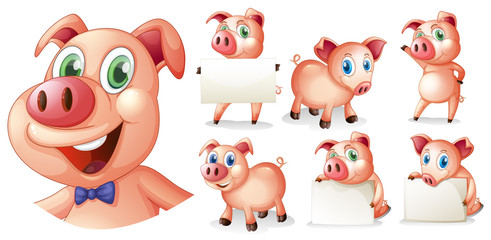 Pigs in different positions