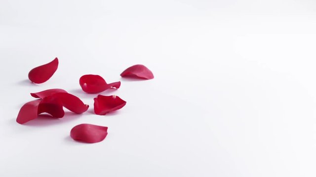 Slow motion of red rose petals falling on white background, 180fps prores footage