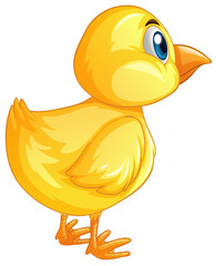 Little chicks turning back