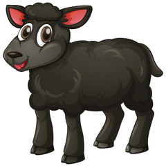 Black lamb on white background