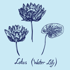 Lotus (Water Lily) flowers and leaves set, with inscription, hand drawn doodle, sketch in pop art style, isolated vector illustration (blue line)