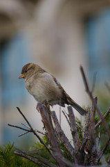 small bird 