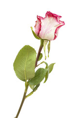 Fototapeta premium mottled green and magenta rose