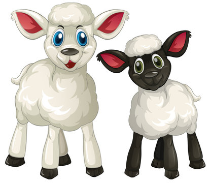 Two little lambs on white background