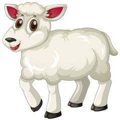 White lamb on white background