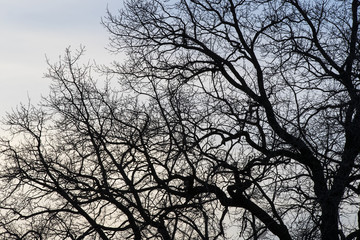 Branches of a tree against the background of the evening sky