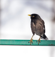 Indian starling on nature