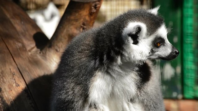 Ringtail lemur looking around in a natural park - Lemur catta