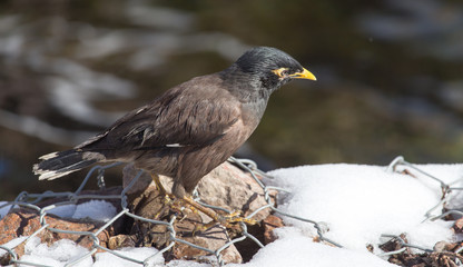 Starling on the ground in winter