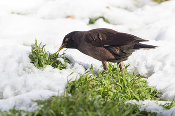 Starling on the ground in winter