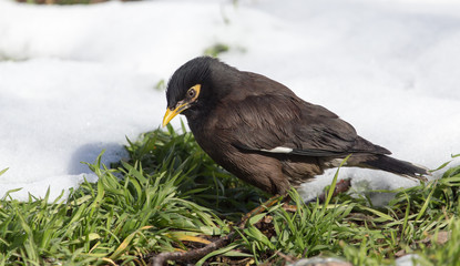 Starling on the ground in winter