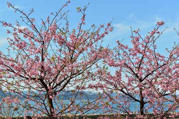 豊後水道河津桜まつり