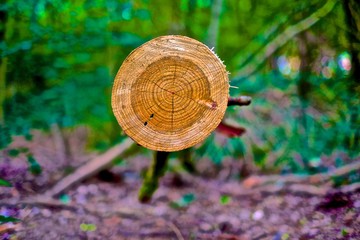 Fototapeta premium Rundungen im Wald