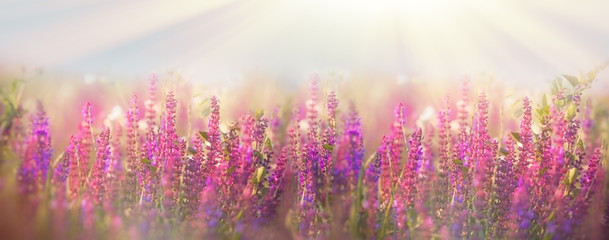 Panele Szklane Podświetlane  Piękna łąka na wiosnę - kwitnące fioletowe kwiaty