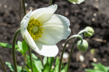 Anemone flower close up