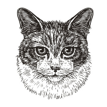 Drawn portrait of cute cat. Animal, kitty, pet sketch. Vintage vector illustration