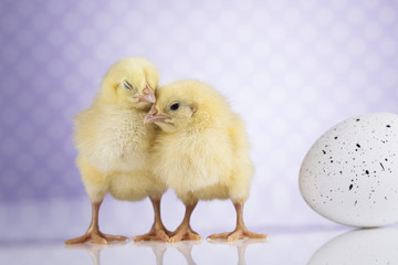 Chick, Easter background