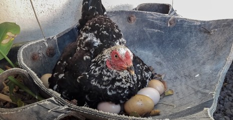 Hens are incubating eggs
