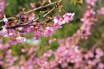 豊後水道河津桜まつり