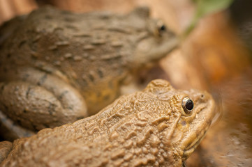 Frog Sitting In a Pond In Thailand 