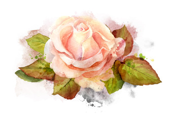 Abstract watercolor rose on white background. Watercolor painting illustration