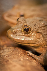 Frog Sitting In a Pond In Thailand 