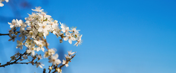 White tender blooming cherry brunch on a blue sky background.