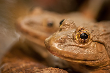 Frog Sitting In a Pond In Thailand 