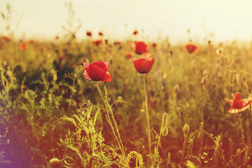 Beautiful poppy flowers on green field.