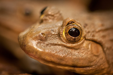 Frog Sitting In a Pond In Thailand 