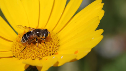Bee