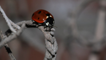 Ladybug