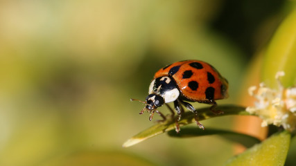 Ladybug