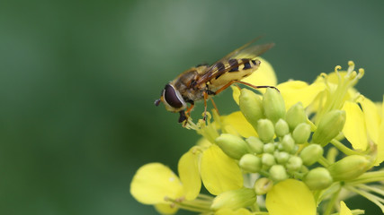 Hoverfly