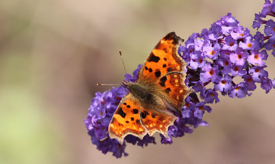 Polygonia c-album