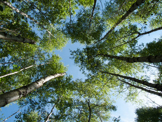 forest sky