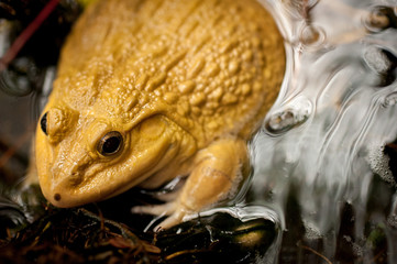Frog Sitting In a Pond In Thailand 