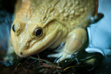 Frog Sitting In a Pond In Thailand 