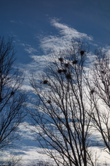 vogelnester in kahlen bäumen
