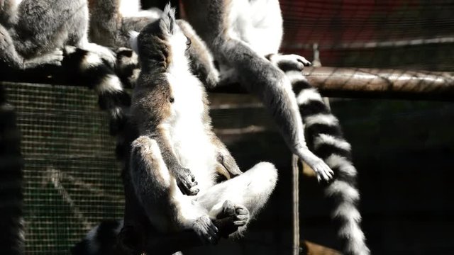 Ringtail lemur looking around in a natural park - Lemur catta